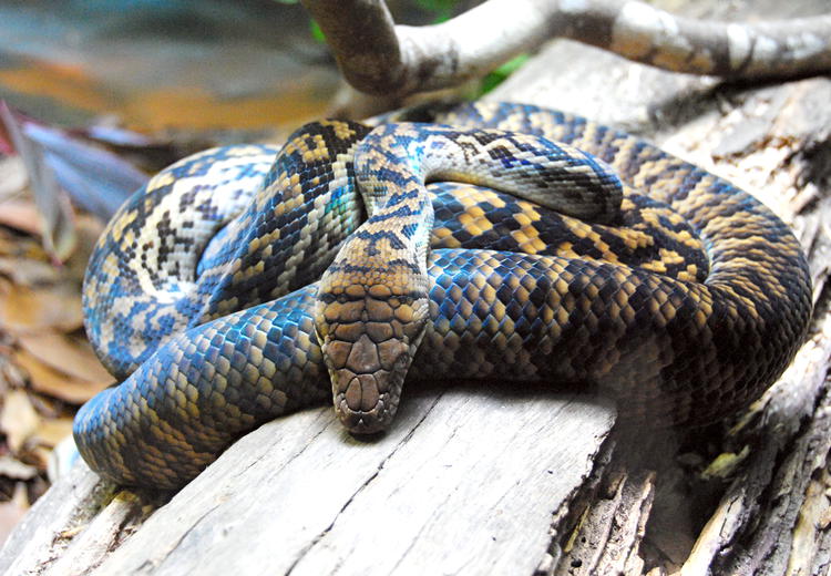 The scrub python can grow to a length of up to 8 m 